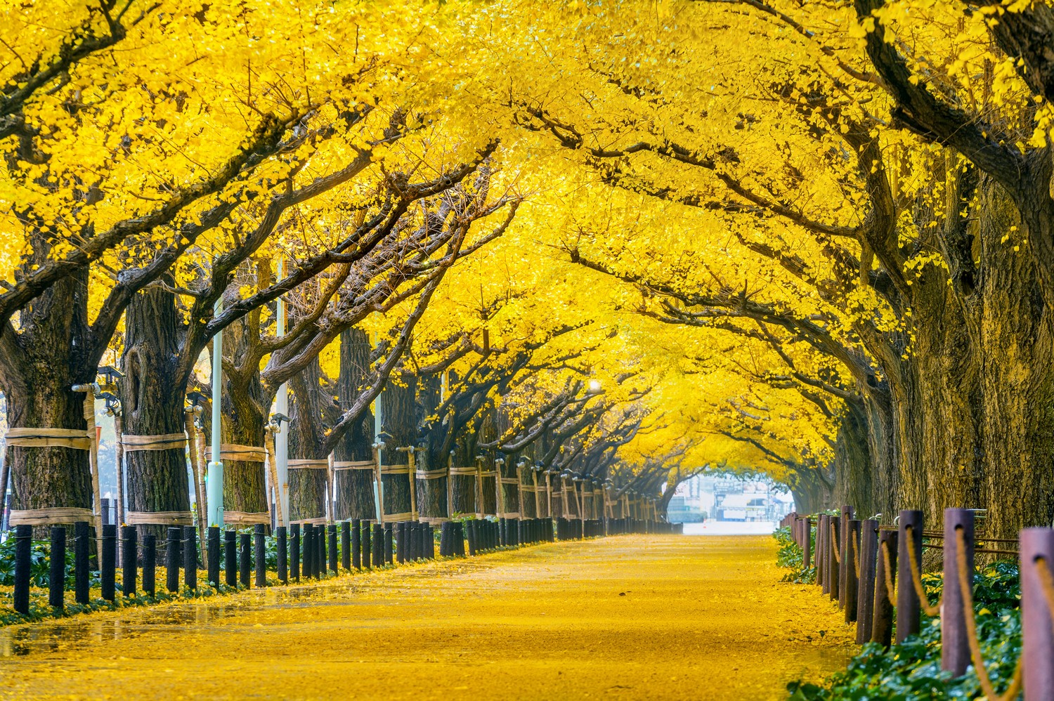 日本拍婚紗,東京婚紗照,日本海外婚紗,東京婚紗,旅拍婚紗,出國拍婚紗